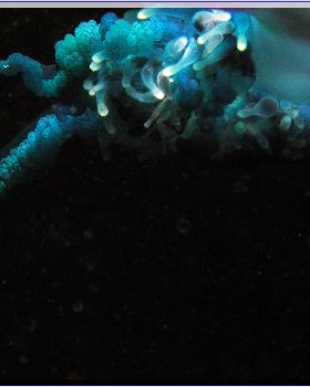 LoxPix Sub-Aqua shot