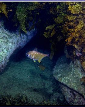 LoxPix Sub-Aqua Image