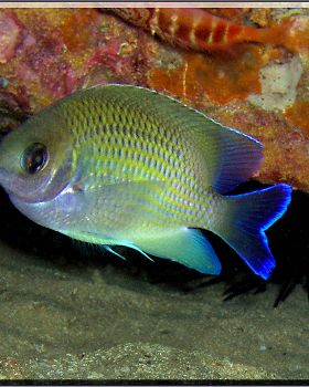 LoxPix Sub-Aqua Image