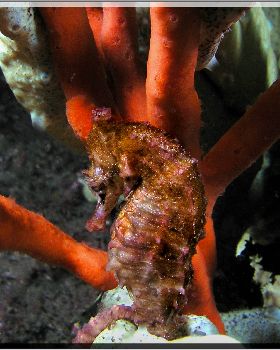 LoxPix Sub-Aqua Image