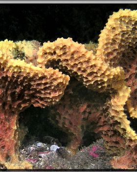 LoxPix Sub-Aqua Image