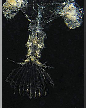 LoxPix Sub-Aqua Image