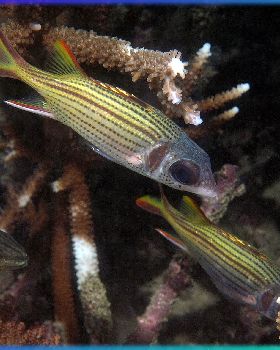 LoxPix Sub-Aqua Image