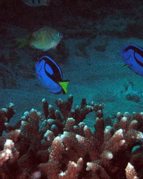 LoxPix Sub-Aqua Image