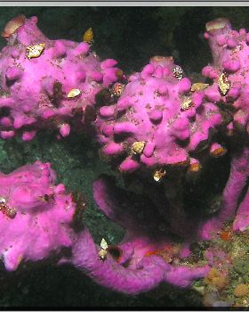 LoxPix Sub-Aqua Image