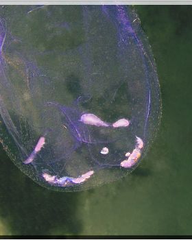LoxPix Sub-Aqua Image