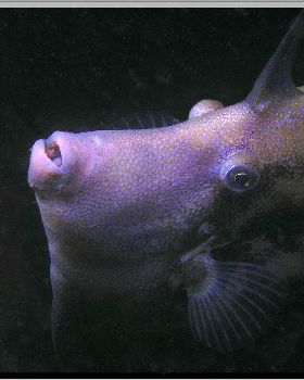 LoxPix Sub-Aqua Image