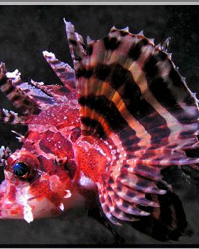 LoxPix Sub-Aqua Image