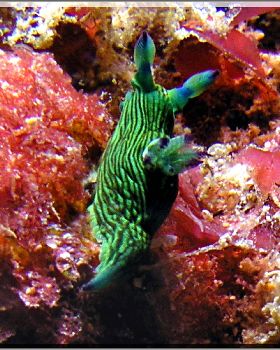 LoxPix Sub-Aqua Image