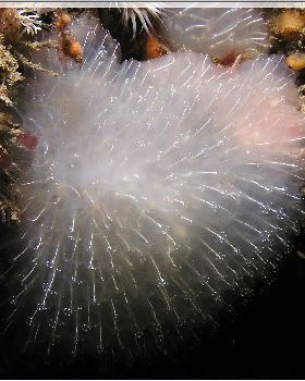 LoxPix Sub-Aqua Image