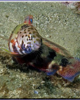 LoxPix Sub-Aqua Image