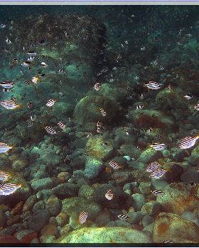 LoxPix Sub-Aqua Image