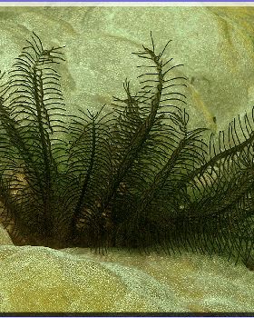 LoxPix Sub-Aqua Image