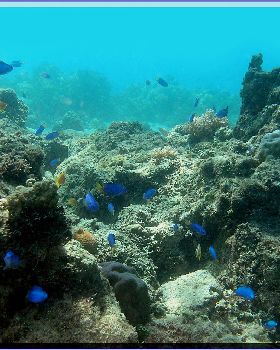 LoxPix Sub-Aqua Image