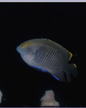 LoxPix Sub-Aqua Image