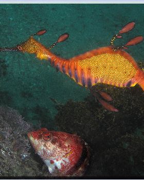 LoxPix Sub-Aqua Image