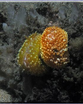 LoxPix Sub-Aqua Image
