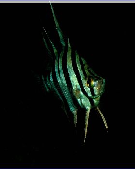LoxPix Sub-Aqua Image