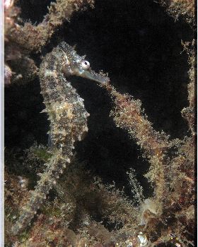 LoxPix Sub-Aqua Image