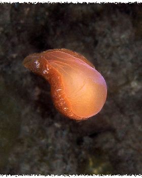 LoxPix Sub-Aqua Image