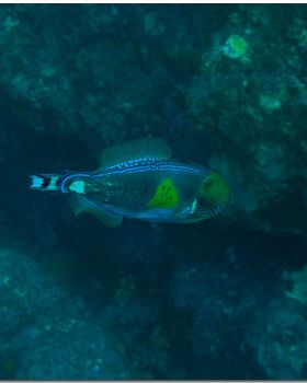 LoxPix Sub-Aqua Image