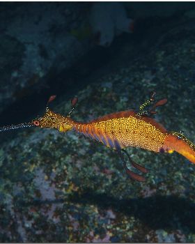 LoxPix Sub-Aqua Image
