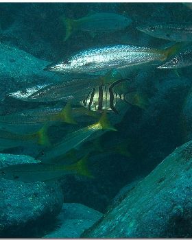 LoxPix Sub-Aqua Image