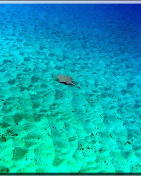 LoxPix Sub-Aqua Image