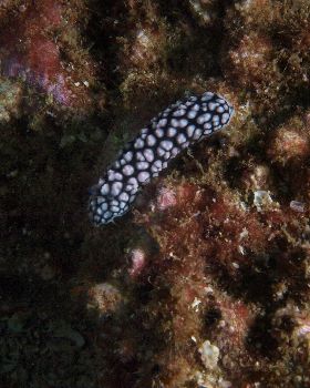 LoxPix Sub-Aqua Image