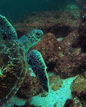 LoxPix Sub-Aqua Image