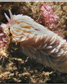LoxPix Sub-Aqua Image