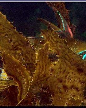 LoxPix Sub-Aqua Image