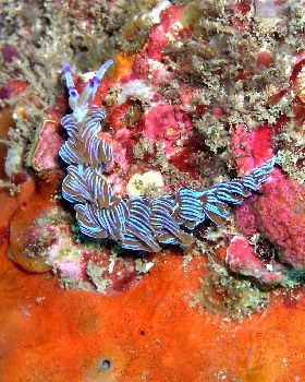 LoxPix Sub-Aqua Image