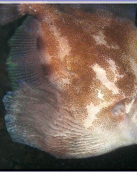 LoxPix Sub-Aqua Image