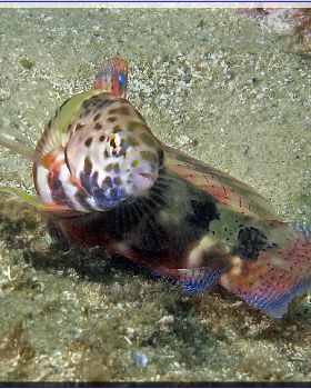 LoxPix Sub-Aqua Image