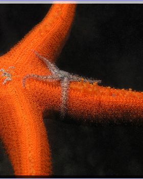 LoxPix Sub-Aqua Image