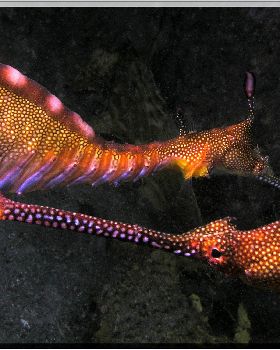 LoxPix Sub-Aqua Image