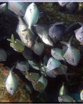 LoxPix Sub-Aqua Image