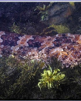 LoxPix Sub-Aqua Image