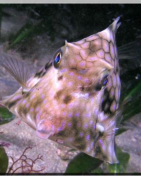 LoxPix Sub-Aqua Image