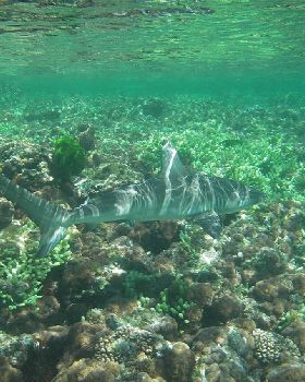 Galapagos whaler Lorde Howe Island