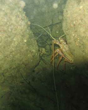 squidrage