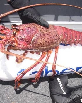 Crayfish