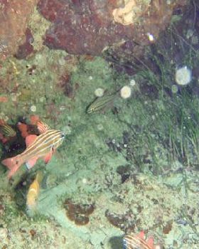 Underwater photo Olympus 795sw