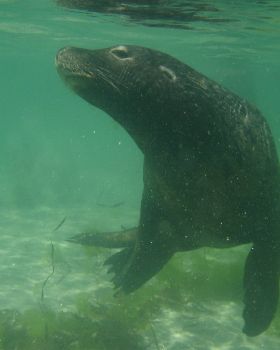 Diving