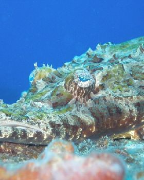Croc Fish