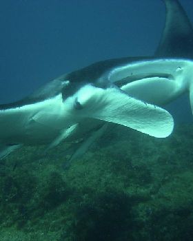 Manta Ray