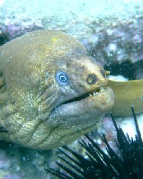 Morey Eel