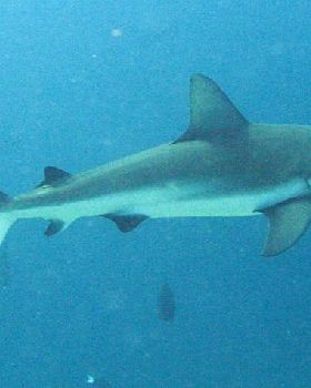 Grey Reef Shark