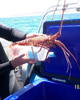 nice cray hard dive